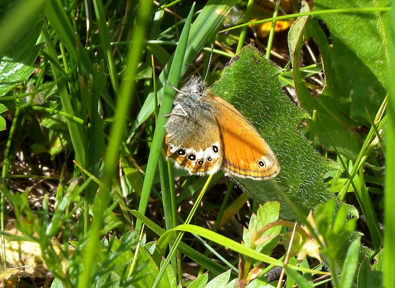 Coenonympha incerta